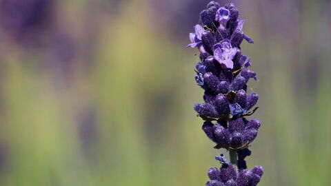 Lavender