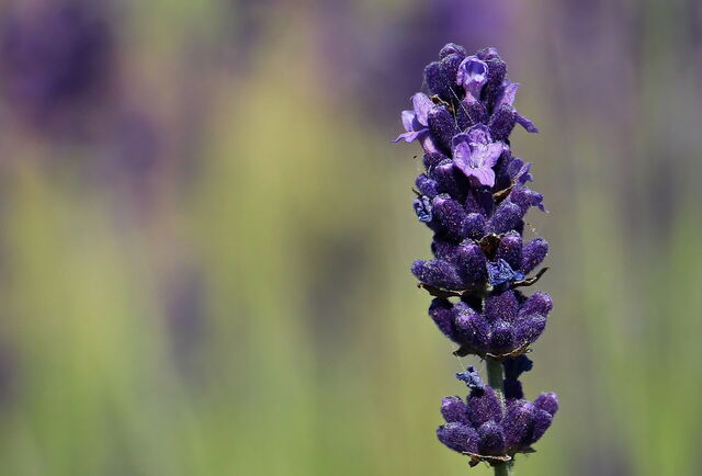 Lavender