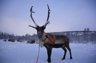 Rendier in Lapland