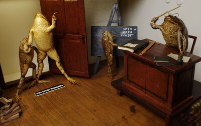 Klaslokaal in Froggyland