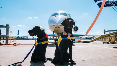 Honden klaar voor een vlucht