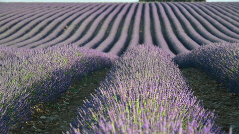 Lavendel