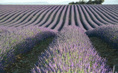 Lavendel