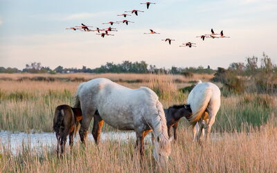 Paarden in Camargue