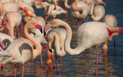 Flamingo's in Camargue