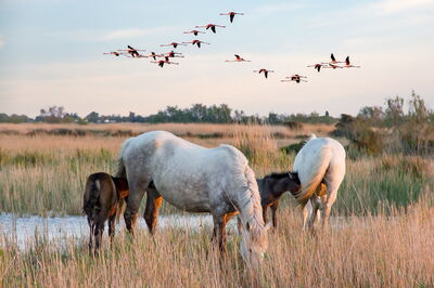 Paarden in Camargue