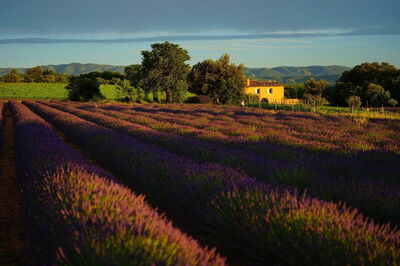 Landschap van Provence