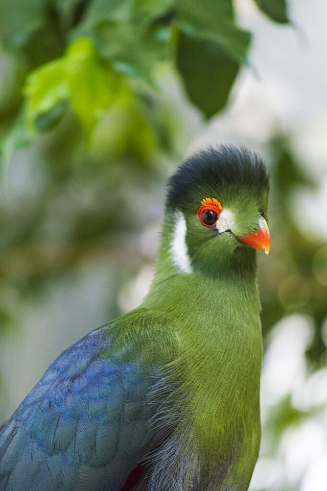 Schattig vogeltje
