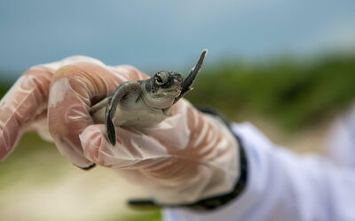 Een baby schildpadje