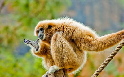 Een witte gibbon