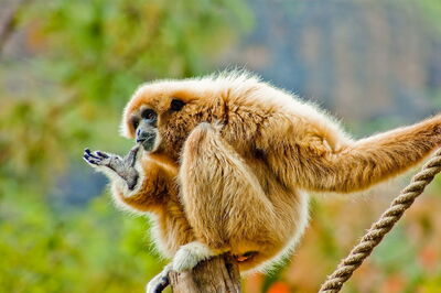 Een witte gibbon