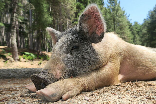 Een wild varkentje op Corsica