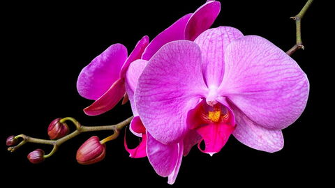 Een roze orchidee