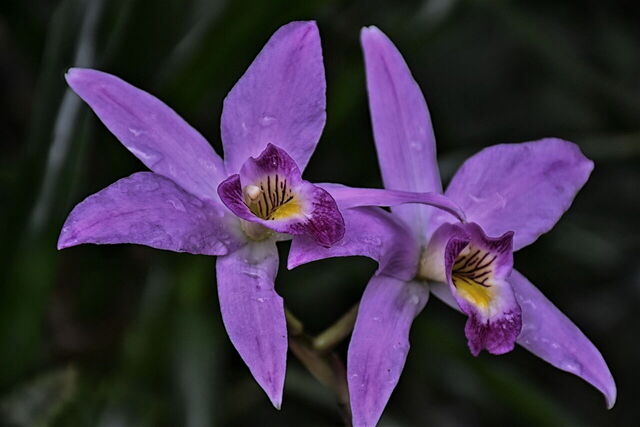 Paarse orchideeën
