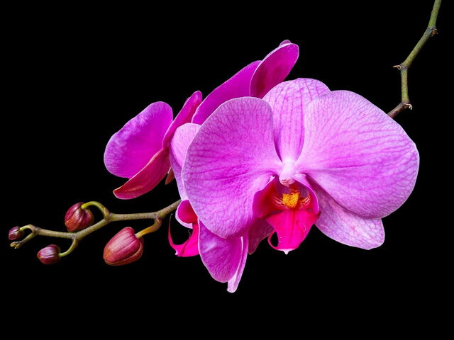 Een roze orchidee