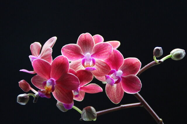 Roze orchideeën