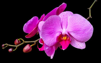 Een roze orchidee
