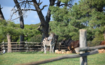 Brijuni Safari Park