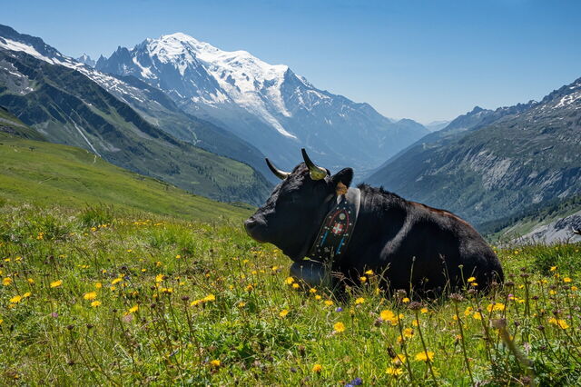 Een alpenkoe in Chamonix