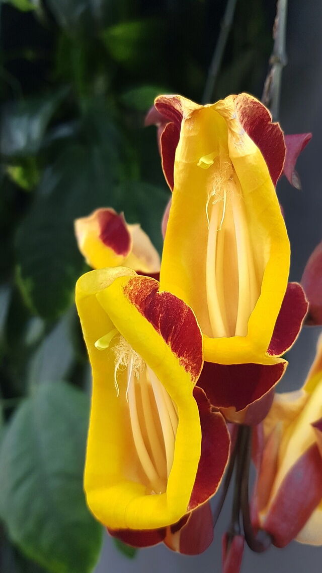 Orchidee in het Orchidarium in Estepona