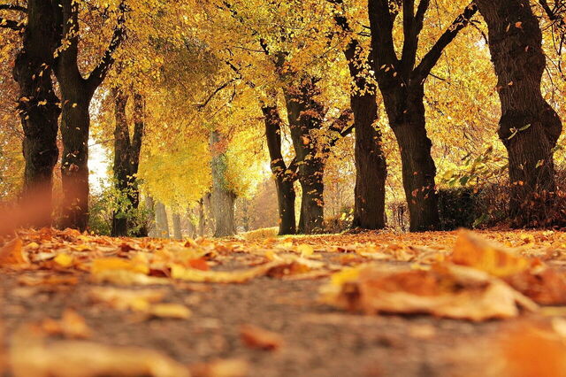Herfstbladeren