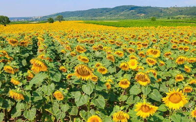 Vakantiewoningen In Burgenland