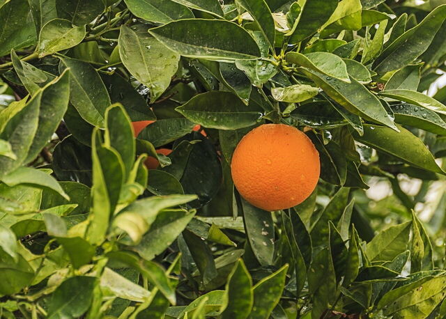 Sinaasappelen op Kreta