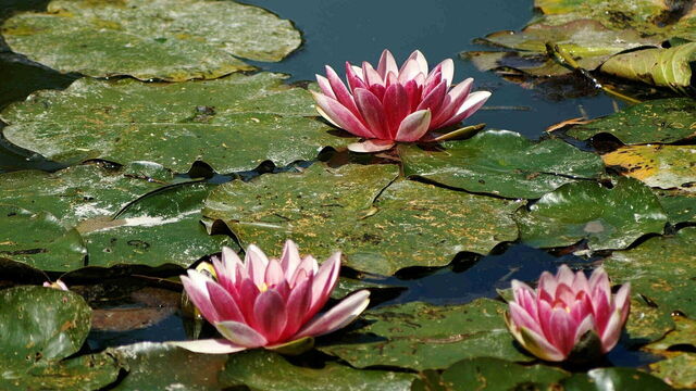 Waterlelies in Giverny