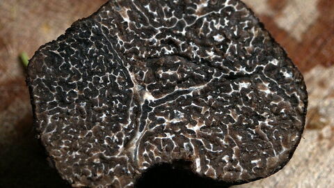 Wintertruffel