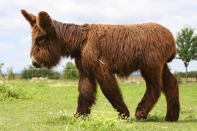 Een poitou baby