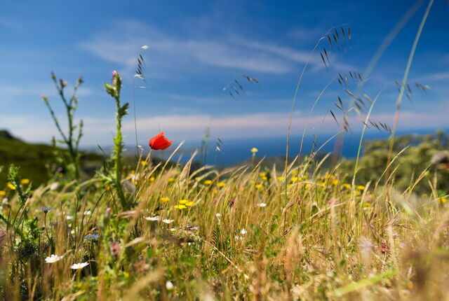 Een veld in Corsica