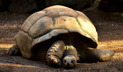 Reuzenschildpad