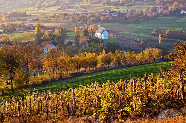 Herfst bij wijngaarden in Istrië