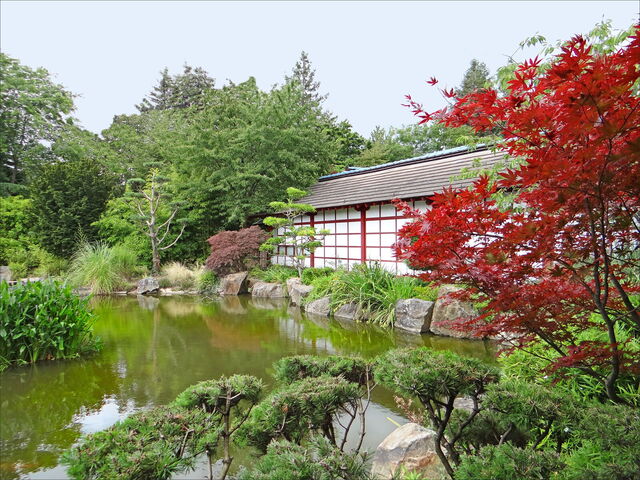 Jardin Japonais de l'Île de Versailles, esdoorn