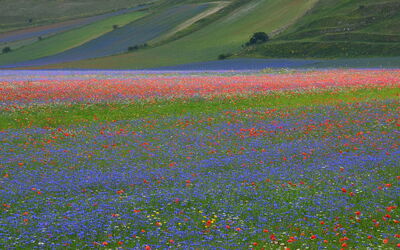 Piani di Castelluccio, detail