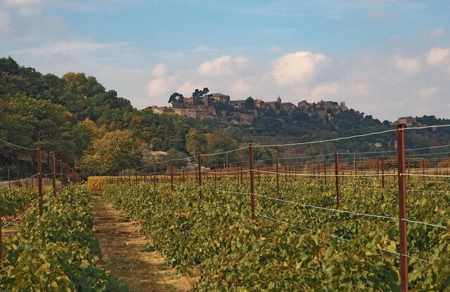 Een wijngaard in de Provence