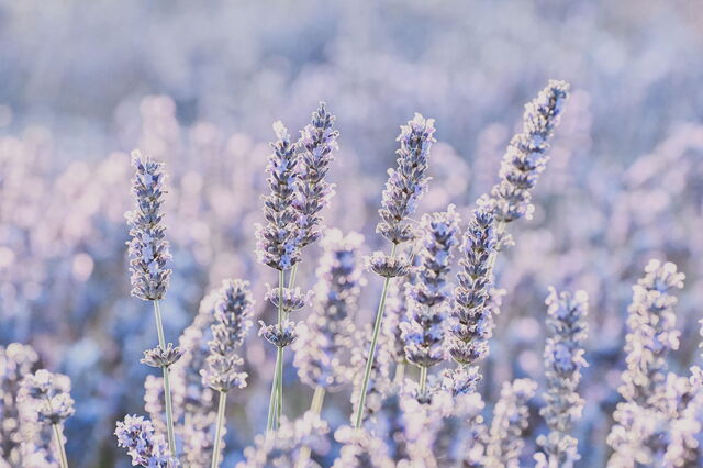 Lavendel