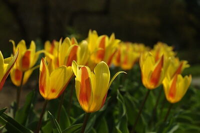 Botanische tuin van Zagreb, Tulpen