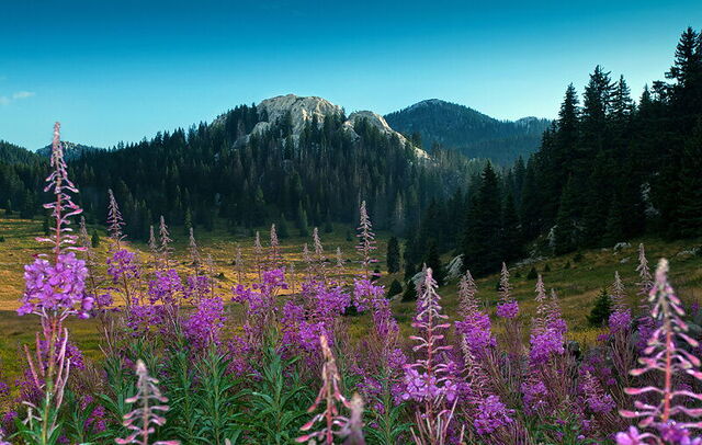 Bloemen, Noord Velebit Nationaal Park
