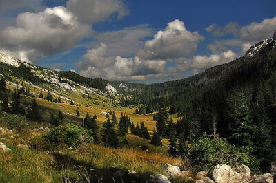 Bossen, Noord Velebit Nationaal Park