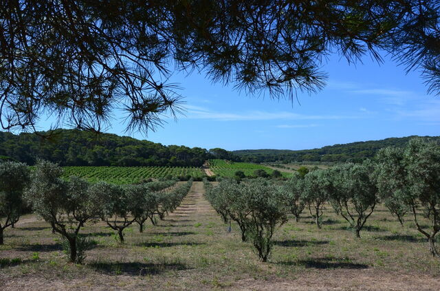 Olijfgaard op Porquerolles