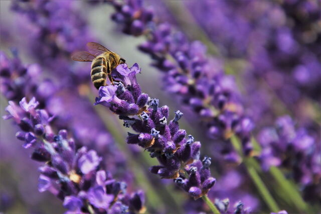 Een bij op lavendel