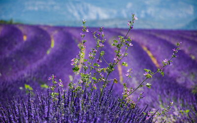 Lavendel in Provence