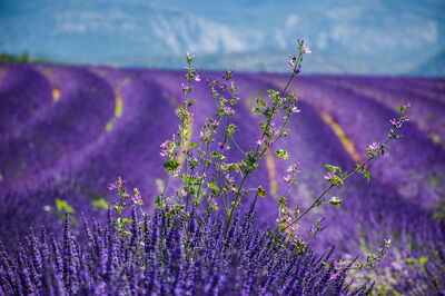 Lavendel in Provence