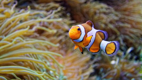 Océanopolis, Clownvis