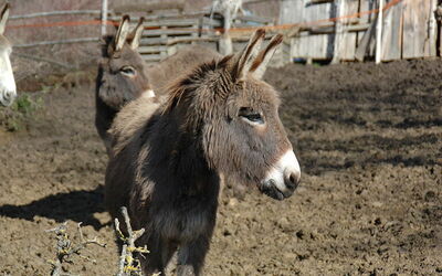 Vakantiewoningen in Abruzzen - in het nog onbedorven Italië