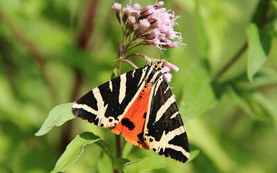 Euplagia quadripunctaria