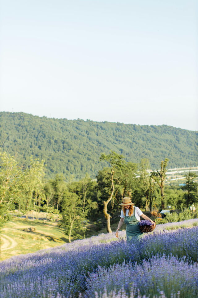 Lavendel plukken