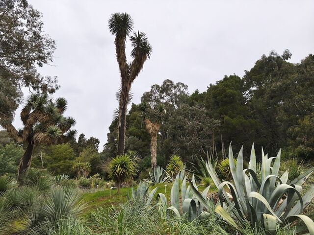 Botanische tuinen, Lokrum