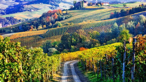 Piedmont, wijngaarden